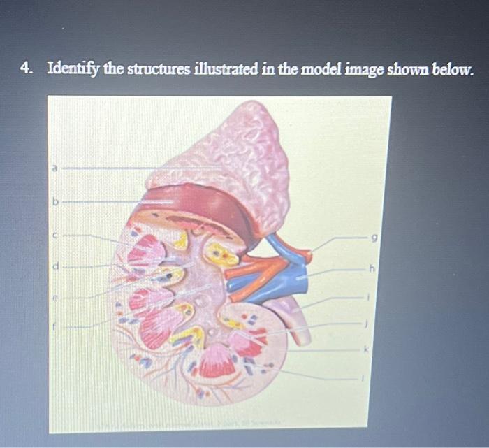 Solved 4. Identify the structures illustrated in the model | Chegg.com