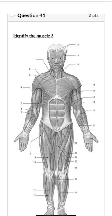 Question 41
2 pts
Identify the muscle 3