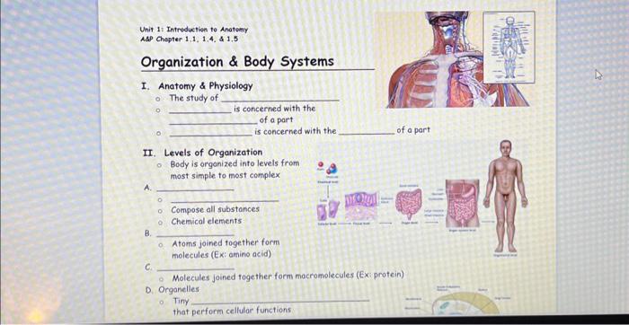 Solved IV. Body Systems A. Introduction - Organs in the body | Chegg.com
