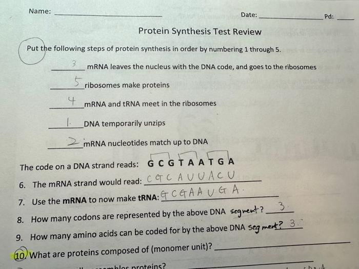 Solved Protein Synthesis Test Review Put The Following Steps | Chegg.com