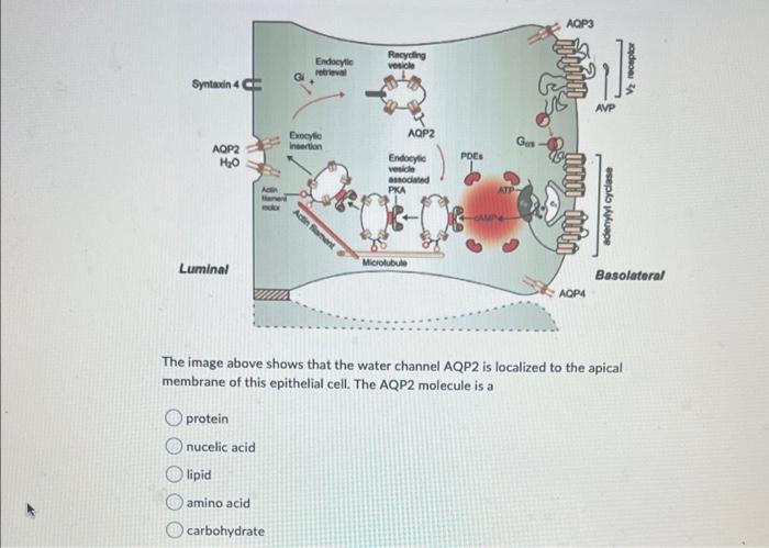 Solved The image above shows that the water channel AQP2 is | Chegg.com