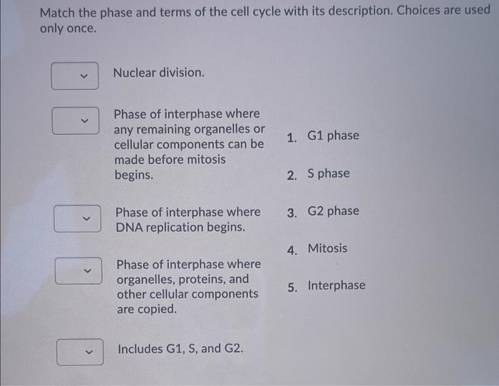 Solved Match the phase and terms of the cell cycle with its | Chegg.com