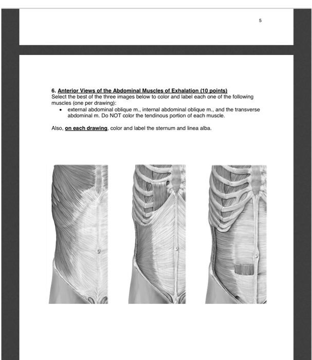 Solved 6. Anterior Views of the Abdominal Muscles of | Chegg.com