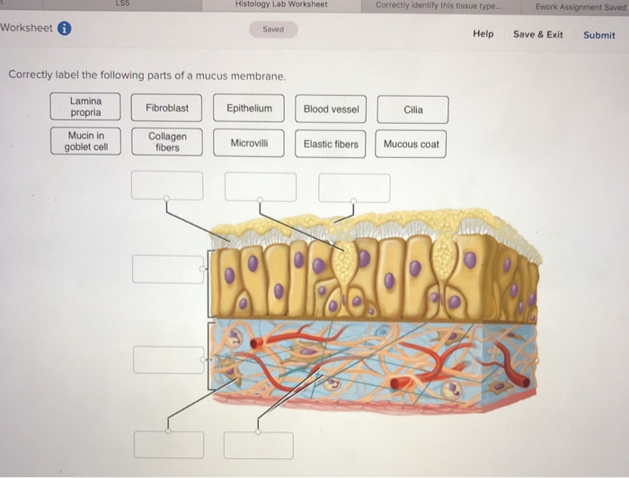 Solved Correctly Identify The Tissue Type And Then Label | Chegg.com