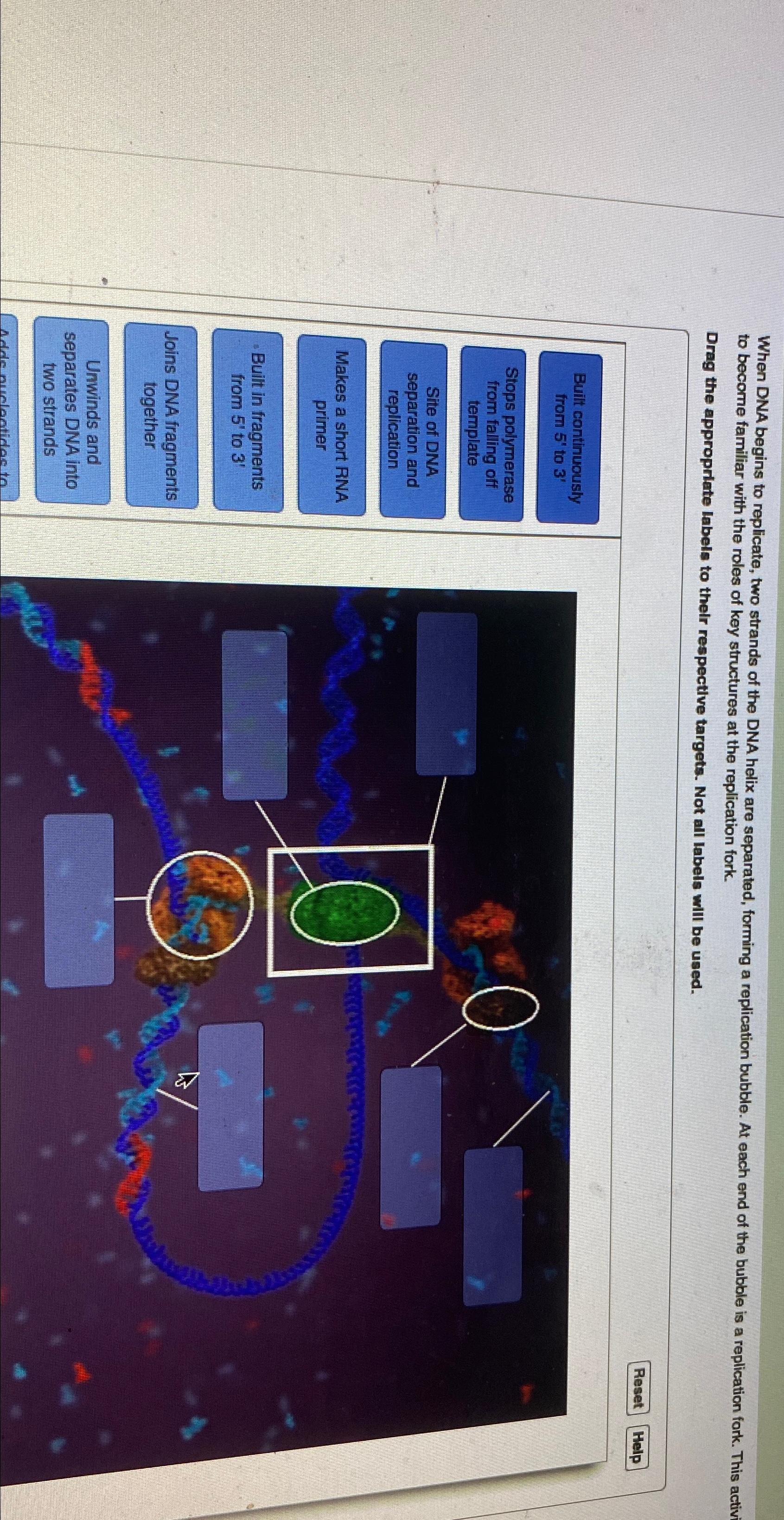 Solved When Dna Begins To Replicate Two Strands Of The Dna Chegg Com