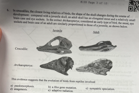 Solved In crocodiles, the closest living relatives of birds, | Chegg.com