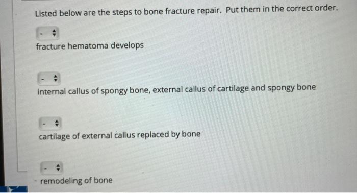 Solved Put the steps of endochondral ossification in the | Chegg.com