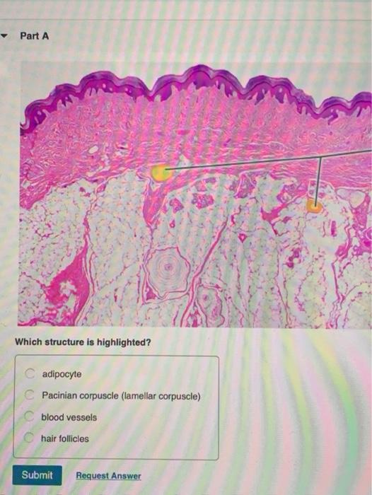 Solved Part A Which structure is highlighted? adipocyte C | Chegg.com