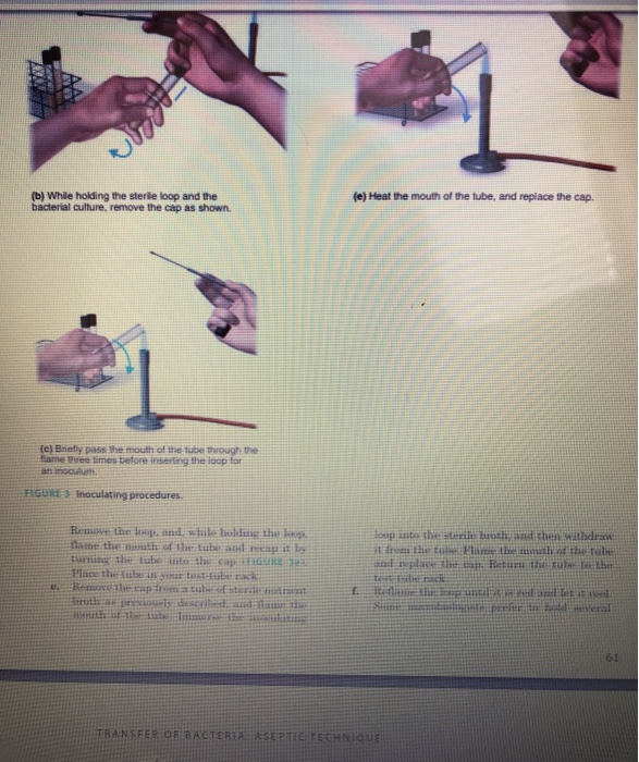 solved-4-transfer-of-bacteria-aseptic-technique-h-were-chegg