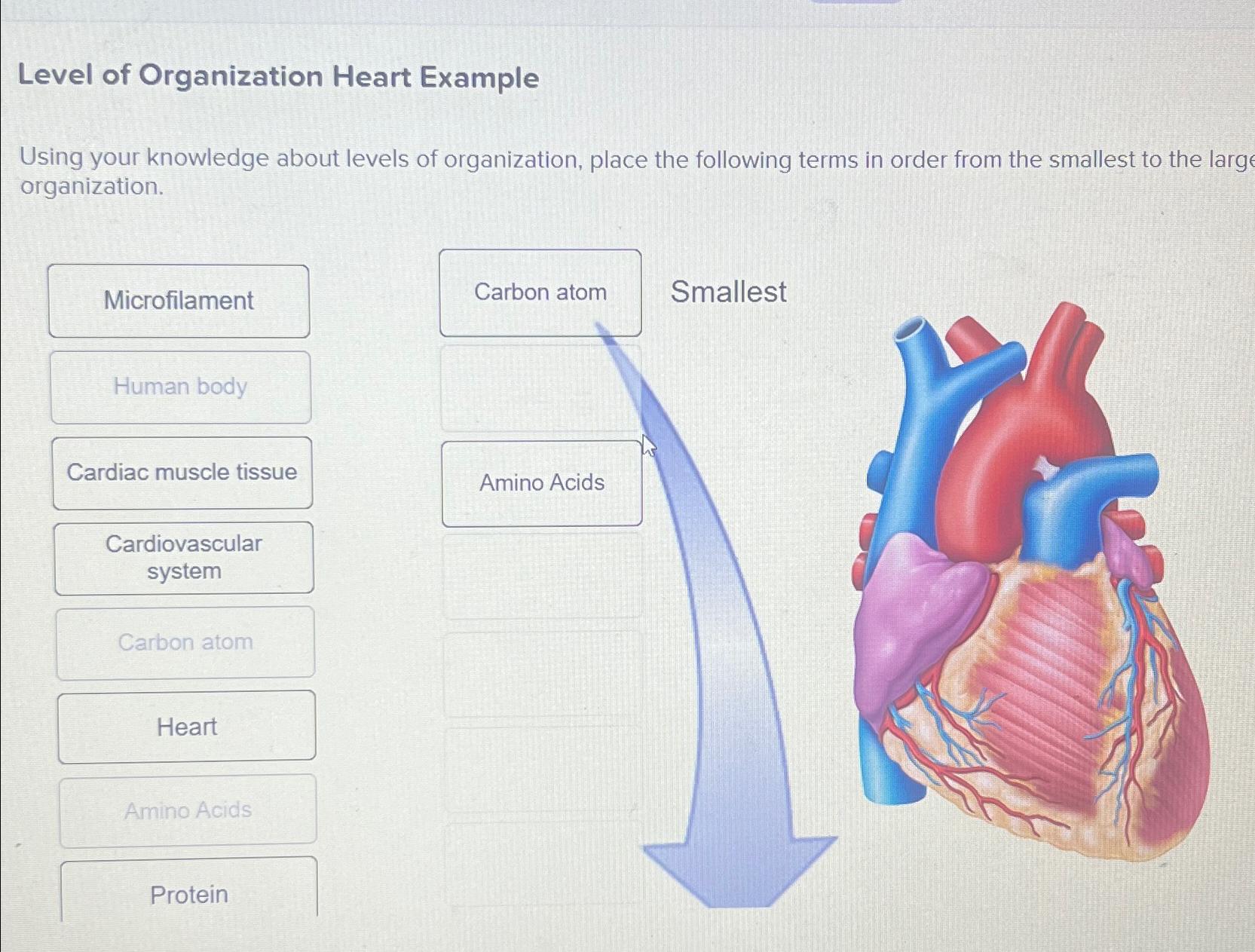 Solved Level of Organization Heart ExampleUsing your