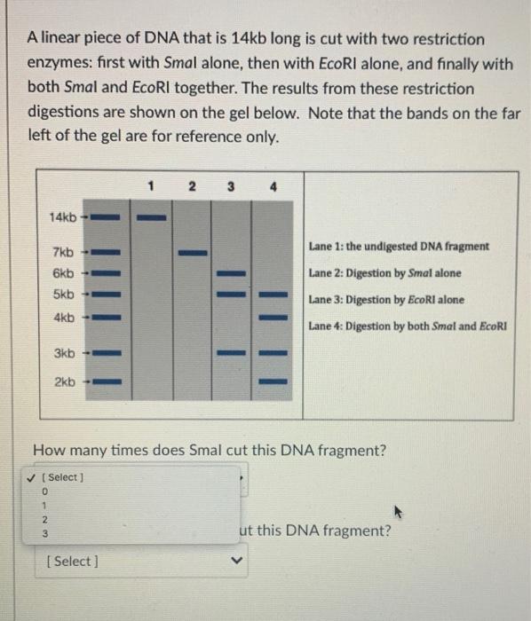 Solved A linear piece of DNA that is 14kb long is cut with | Chegg.com