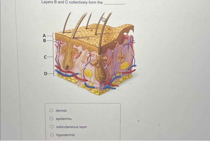 Solved Layers B and C collectively form the Cell | Chegg.com