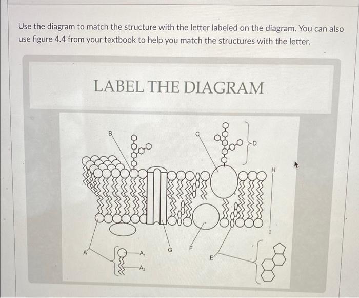 Solved Use the diagram to match the structure with the | Chegg.com