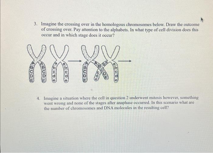 Solved 3. Imagine the crossing over in the homologous | Chegg.com