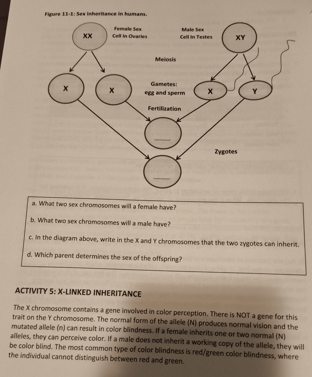 Solved Figure 11-1: Sex inheritance in humans.a. ﻿What two | Chegg.com