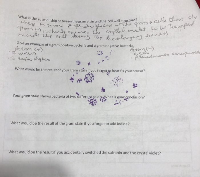 Solved Gram Staining Technique Your Results and Observation: | Chegg.com