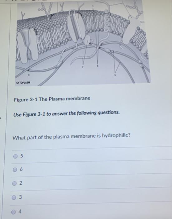 Solved CYTOPLASH Figure 3-1 The Plasma membrane Use Figure | Chegg.com