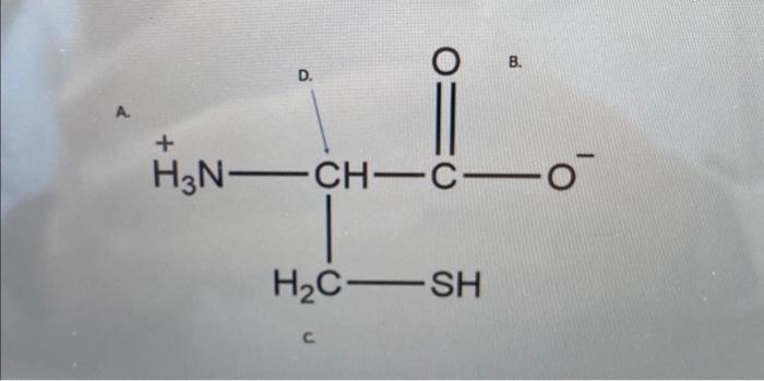 Solved what is letter C. indicating?is the R group for | Chegg.com