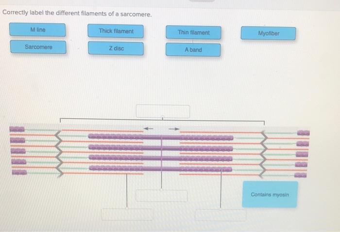 Solved Correctly label the different filaments of a | Chegg.com