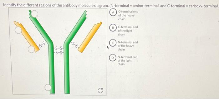 Solved Identify the different regions of the antibody | Chegg.com