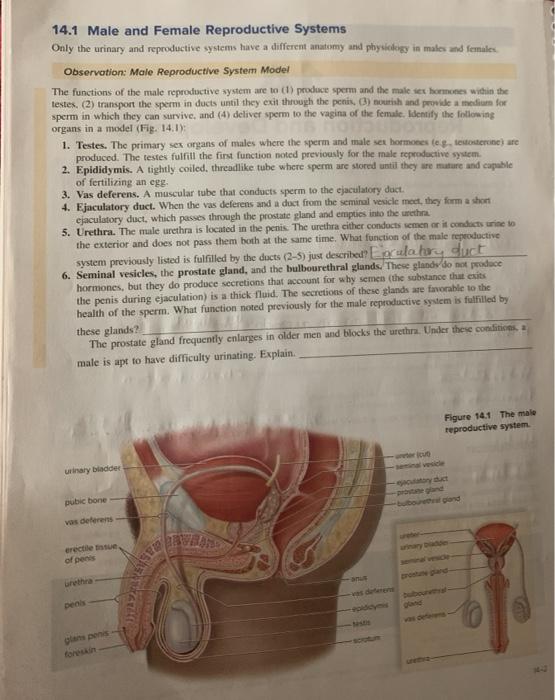 141 Male And Female Reproductive Systems Only The 1937