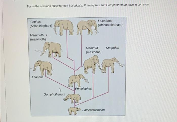 elephant evolution chart