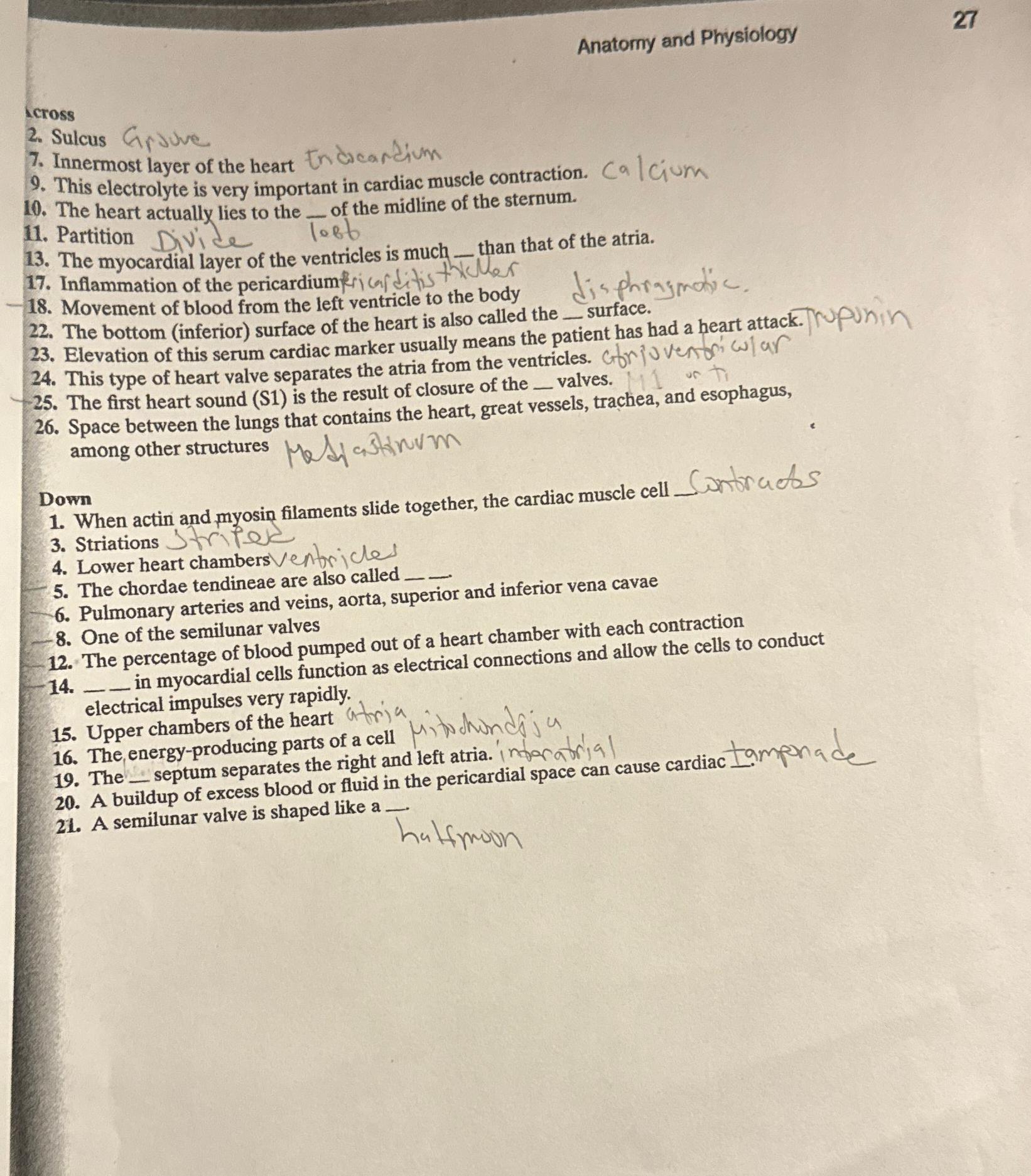 Solved Anatorny and Physiology27icross2. ﻿Sulcus7. | Chegg.com