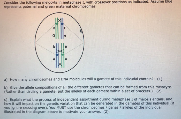 Solved Consider the following melocyte in metaphase I, with | Chegg.com