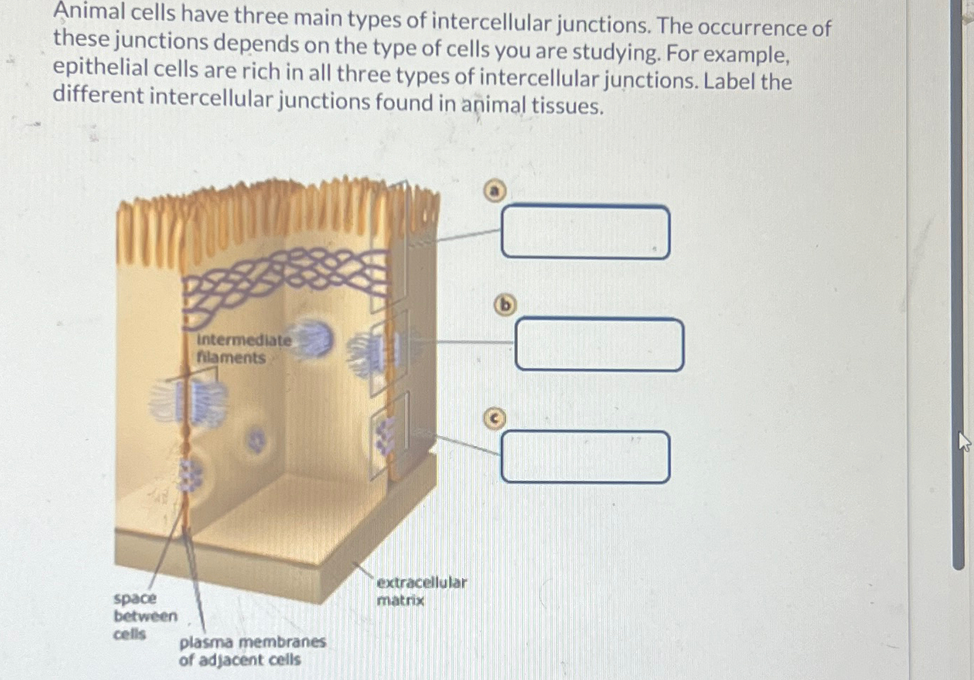 Solved Animal cells have three main types of intercellular