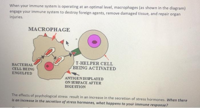 macrophage diagram