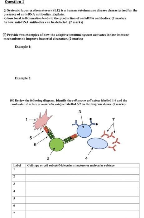 Solved Question 1 (1) Systemic Lupus Erythematosus (SLE) Is | Chegg.com