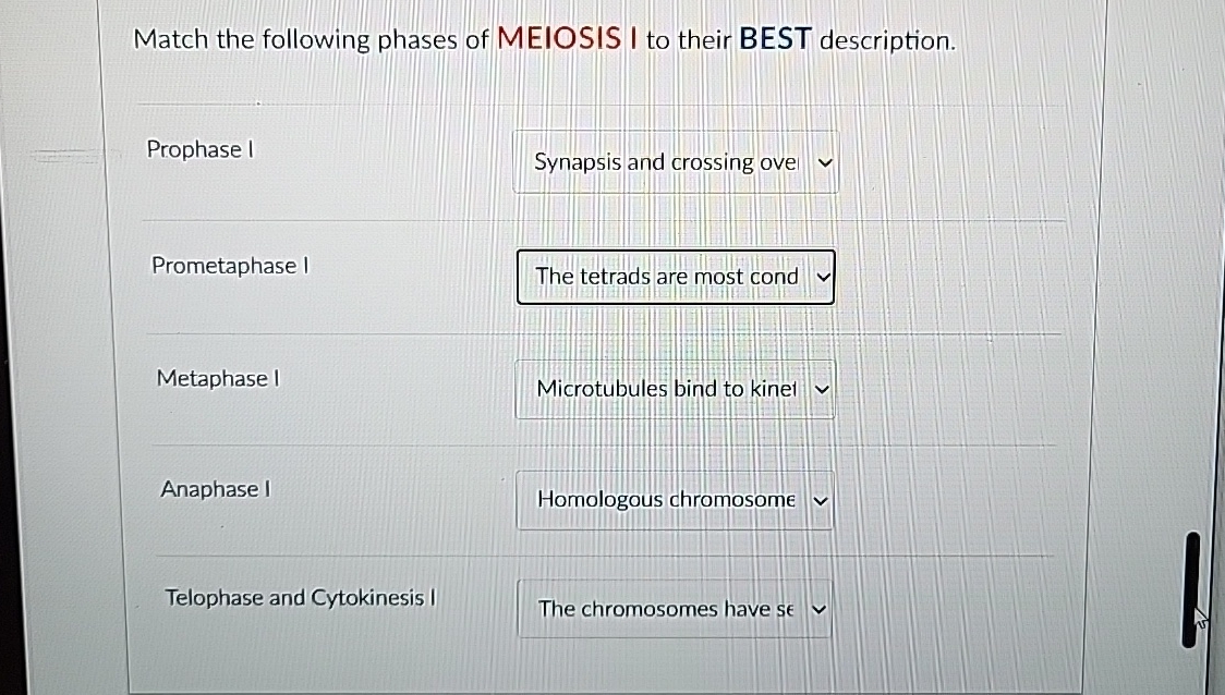 Solved Match the following phases of MEIOSIS I to their BEST | Chegg.com