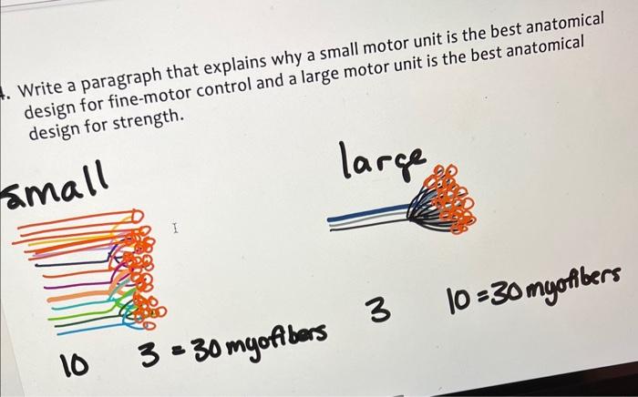 Write a paragraph that explains why a small motor unit is the best anatomical design for fine-motor control and a large motor