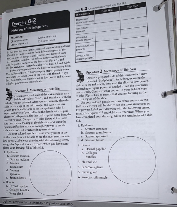 table-6-2-characteristics-of-thick-and-thin-skin-thin-chegg