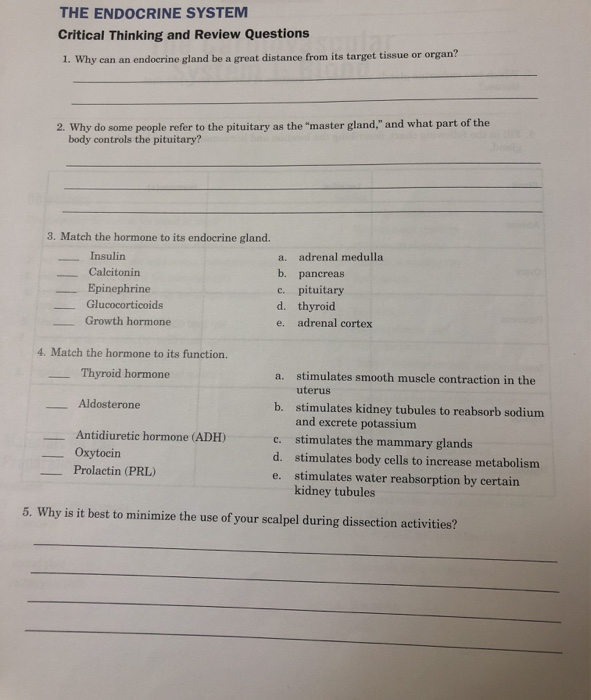 endocrine system critical thinking questions