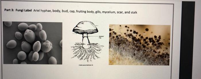 Solved Part 3: Fungi Label Ariel hyphae, body, bud, cap, | Chegg.com