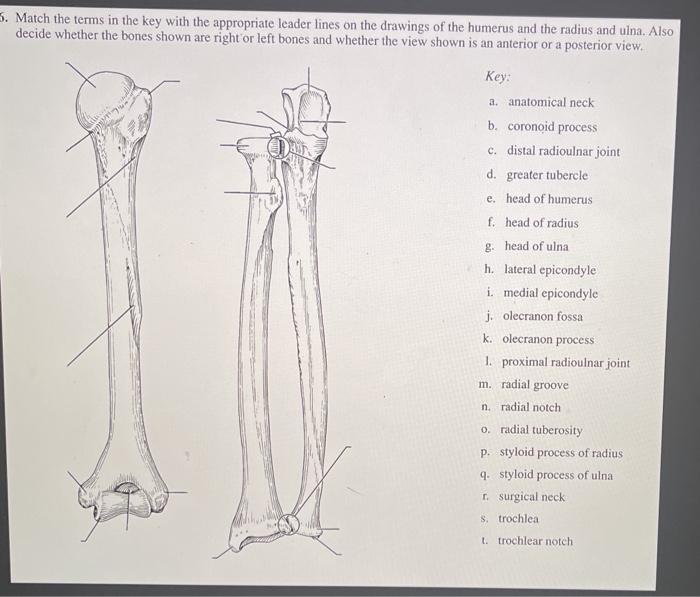 5. Match the terms in the key with the appropriate leader lines on the drawings of the humerus and the radius and ulna. Also
