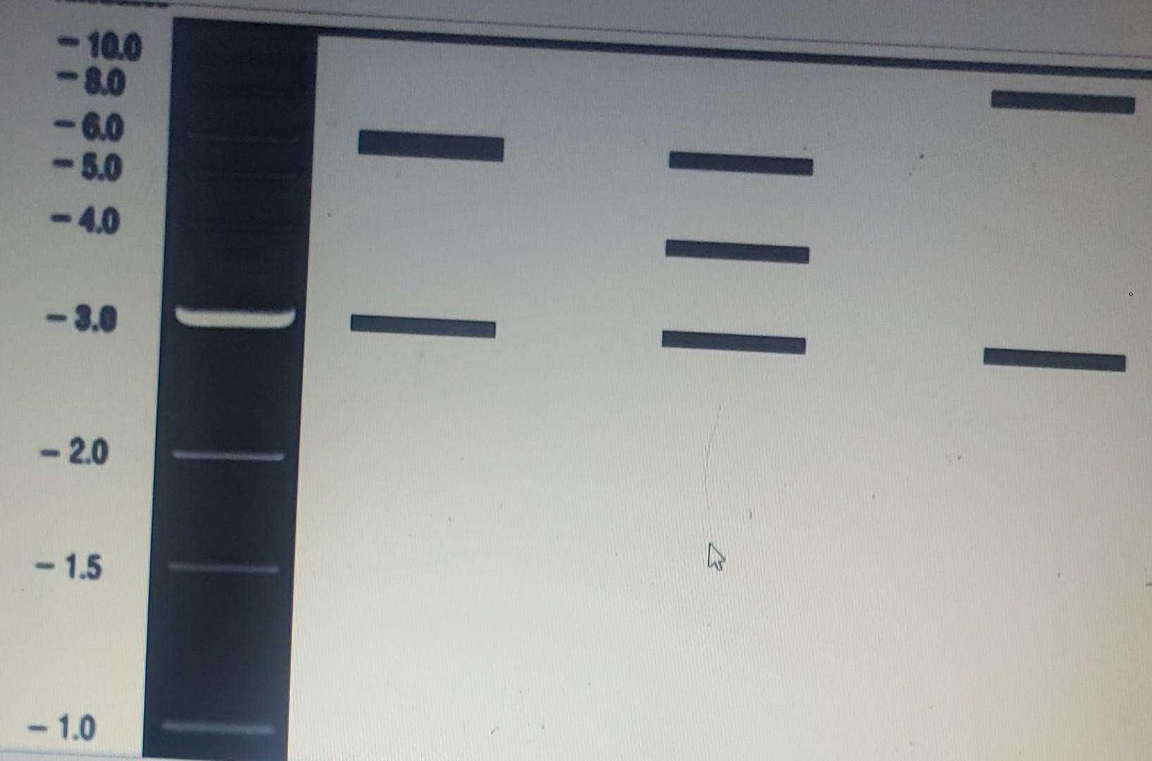 Solved Restriction Mapping Of A Linear Piece Of DNA Chegg Com   Image