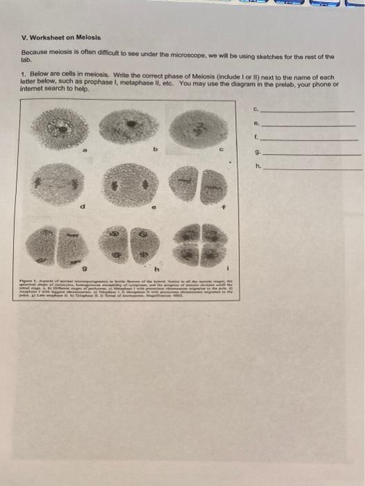 meiosis phases microscope