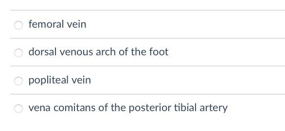 femoral vein
dorsal venous arch of the foot
popliteal vein
vena comitans of the posterior tibial artery