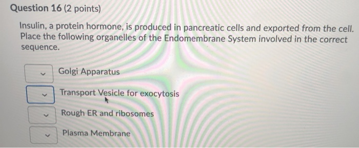 Solved Question 16 (2 Points) Insulin, A Protein Hormone, Is | Chegg.com