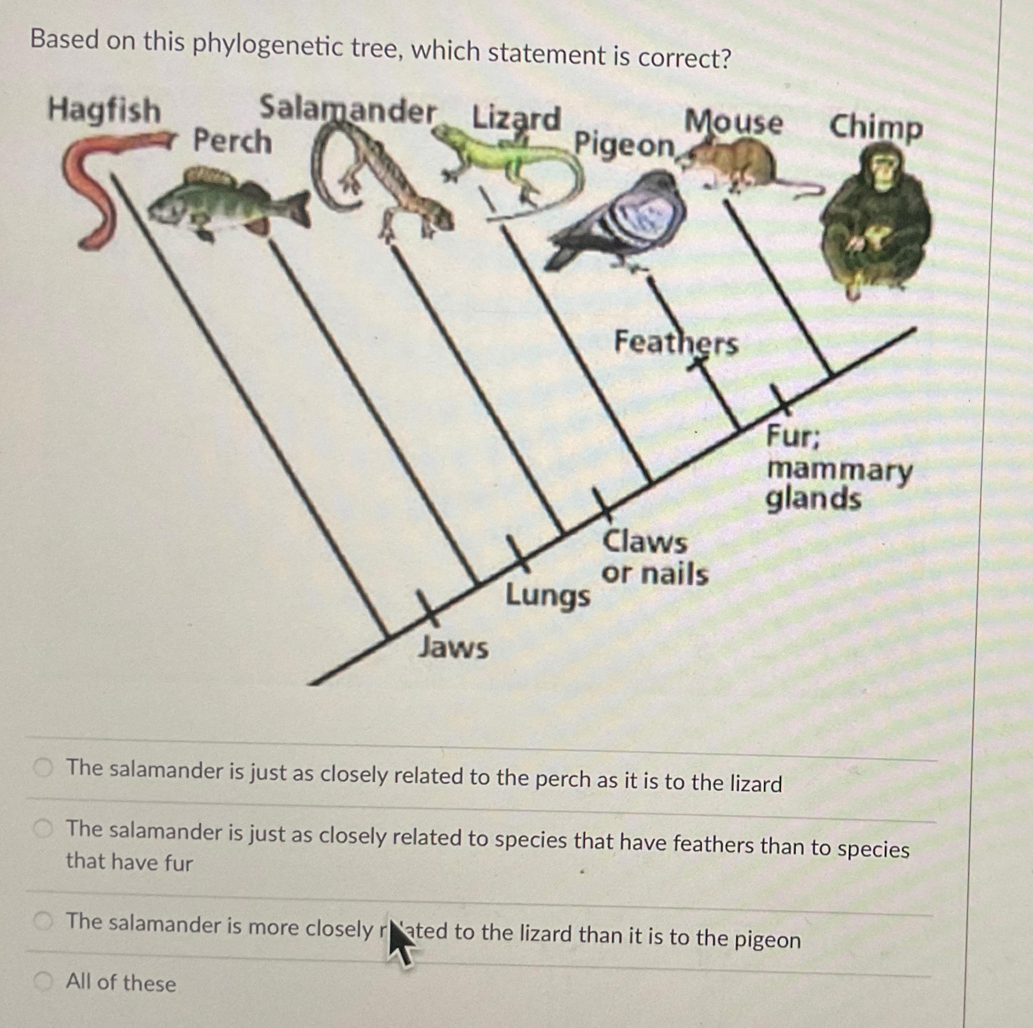 Solved Based on this phylogenetic tree, which statement is | Chegg.com
