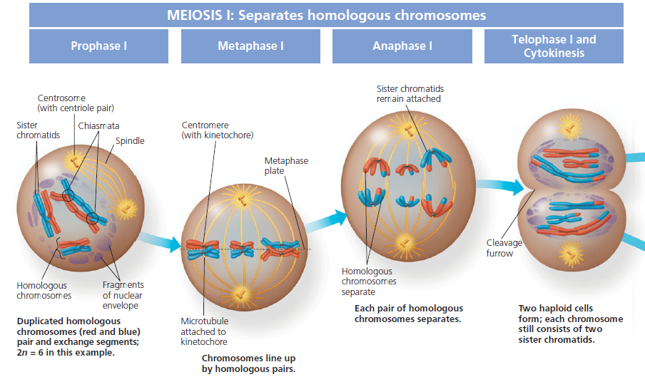 Solved: Review the description of meiosis (see Figure 10.8) and Me ...