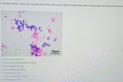 Solved In the figure below, a gram stain has been performed | Chegg.com