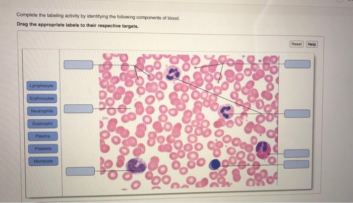 Art Labeling Activity Components Of Blood – Zoubaeir Ideas