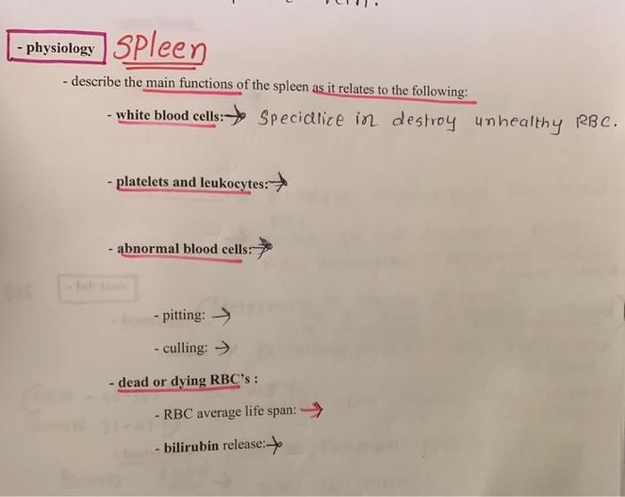 Solved physiology Spleen describe the main functions of