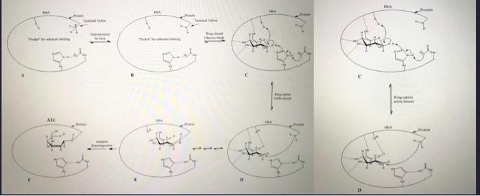 Solved In the intermediate C, what are the roles of Asp and | Chegg.com