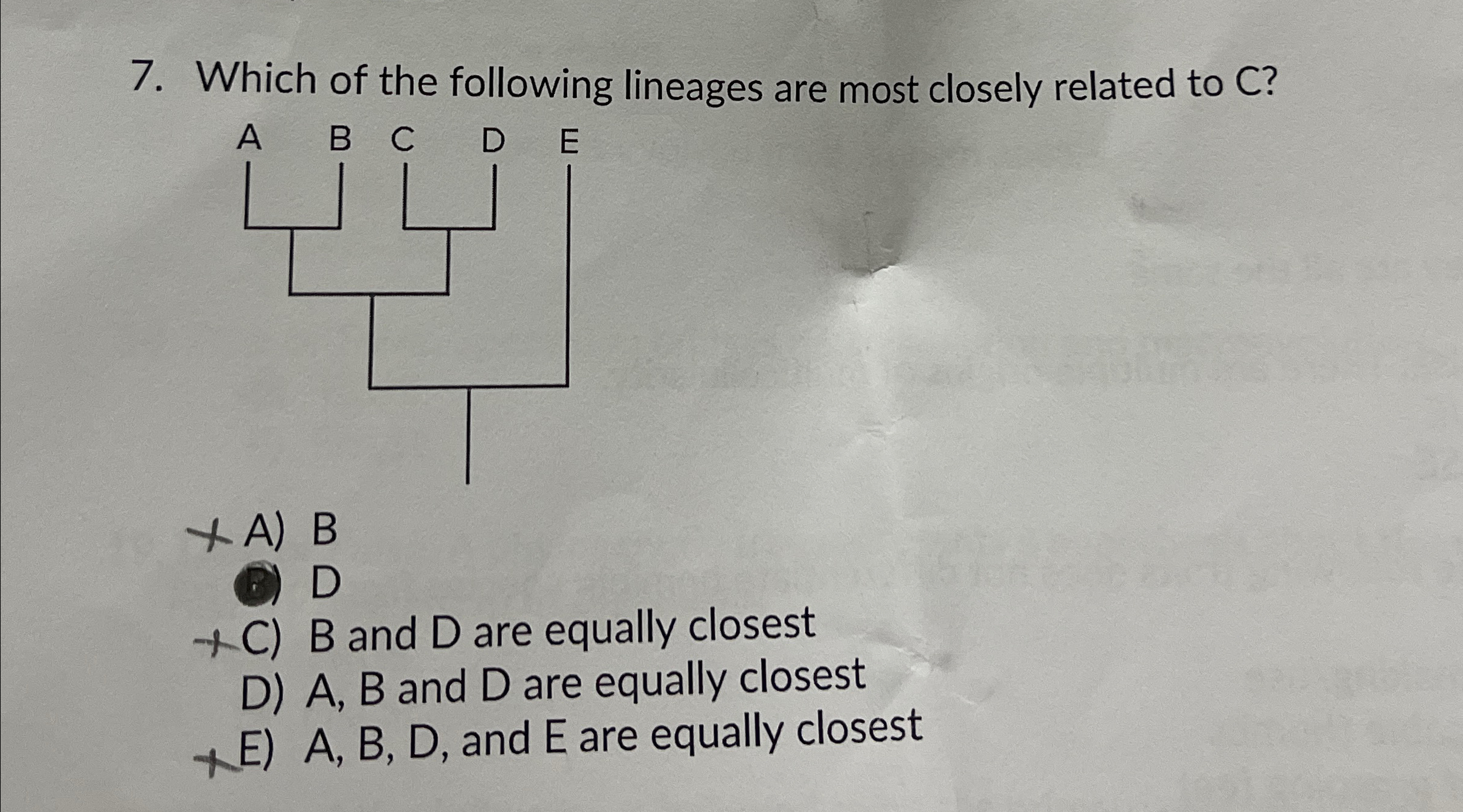 Solved Which of the following lineages are most closely | Chegg.com