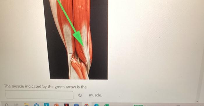 Solved points) The muscle indicated by the green arrow is | Chegg.com