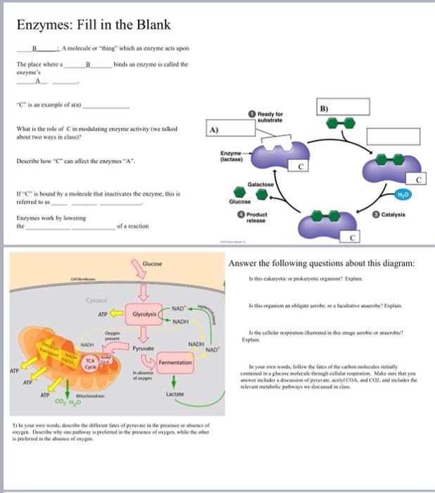 Solved Enzymes Fill in the Blank A molecule or thing which